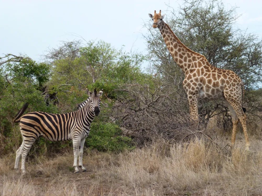 A photo Taken by Jacob Padilla. Location: South Africa